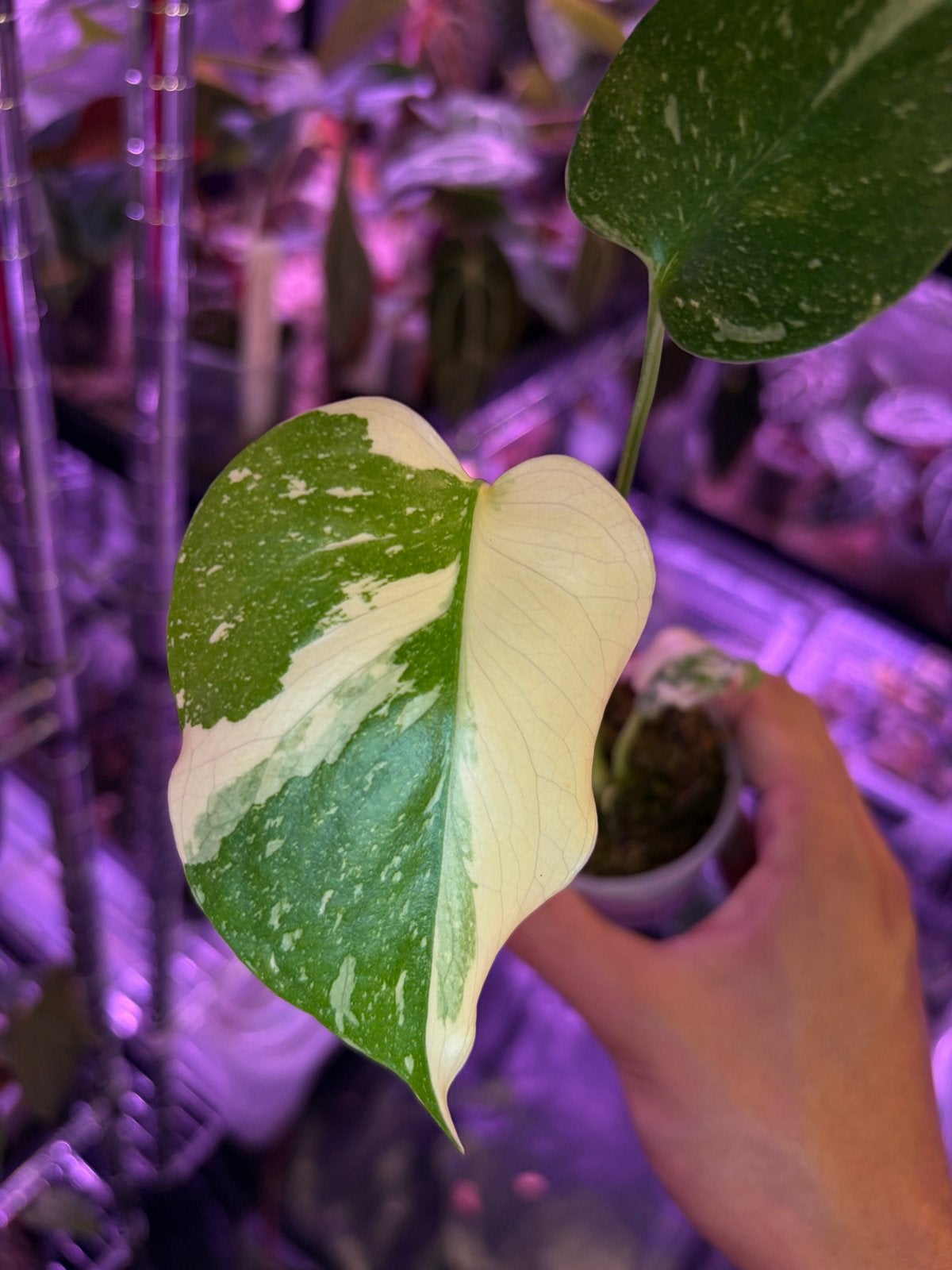 Monstera Crème Brûlée, Tuin en Terras, Planten | Tuinplanten, Overige soorten, Vaste plant, Ophalen of Verzenden, Bloeit niet