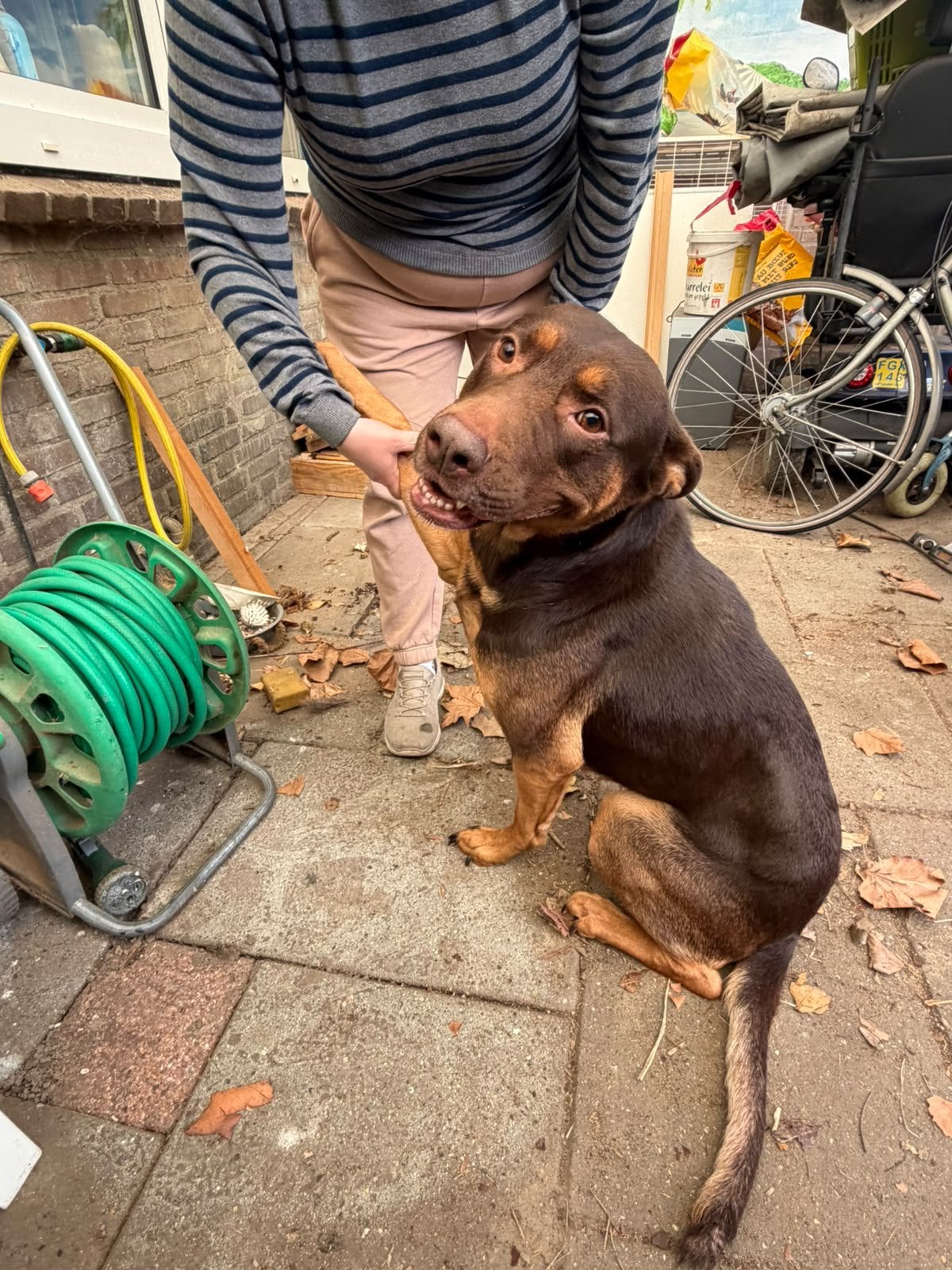Spoed!Bo zoekt nieuw thuis, Teef, Groot, Eén hond, CDV (hondenziekte)