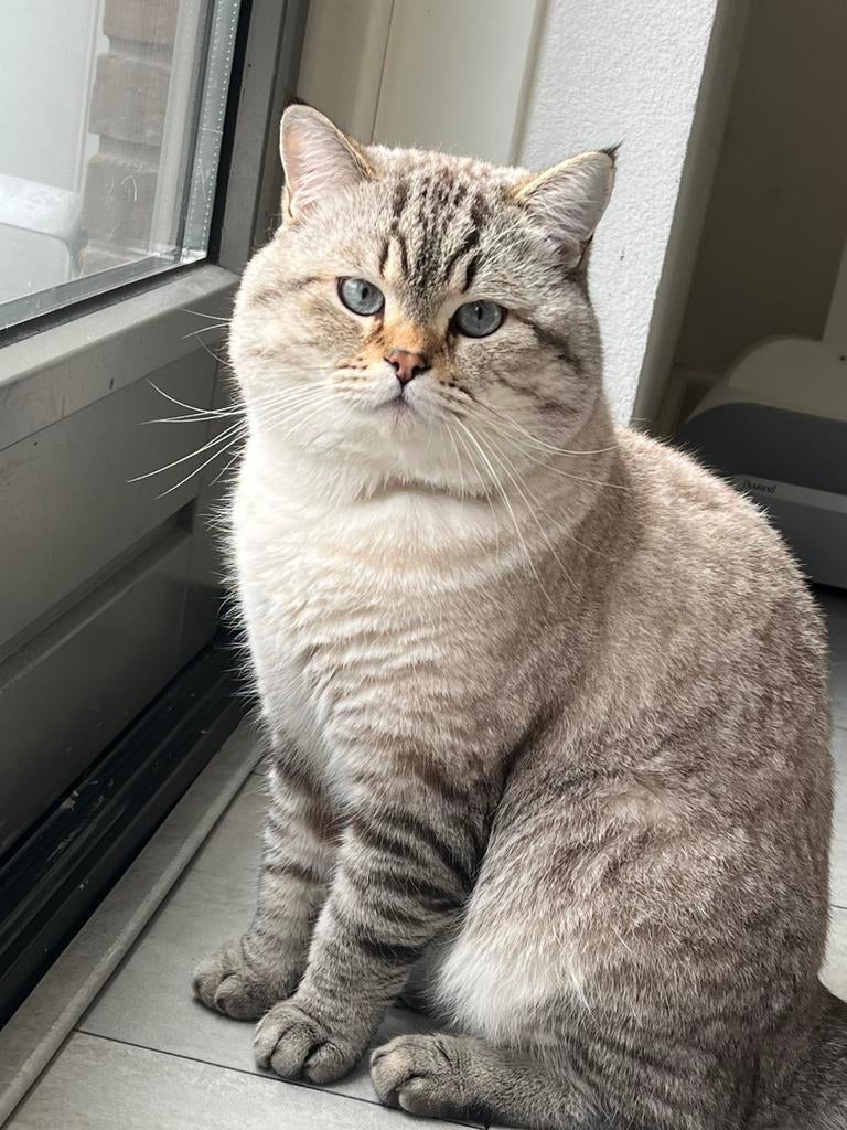 Britse Korthaar Dekkater( NIET TE KOOP ), Dieren en Toebehoren, Kater, Gechipt, 3 tot 5 jaar