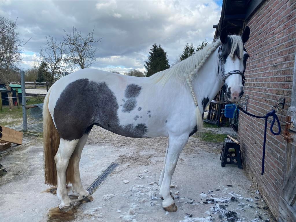 Paarden & Pony’s scheren