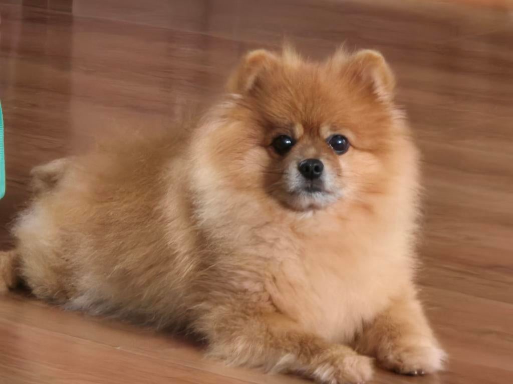 Dekreu aangeboden. Kleinspitz. Kleinspits.  Pommerian., 6 jaar of ouder, Particulier, Reu, Buitenland