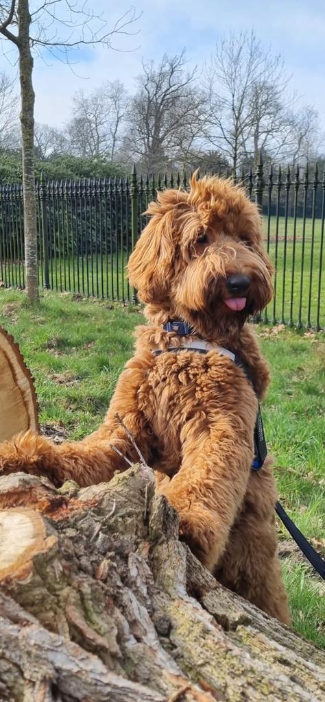 Dekreu Australian Labradoodle, Reu, 1 tot 2 jaar, Parvo, Eén hond