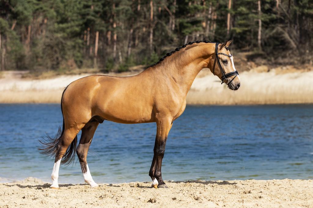 Ter dekking E pony, top afstammeling!, Dieren en Toebehoren, Hengst