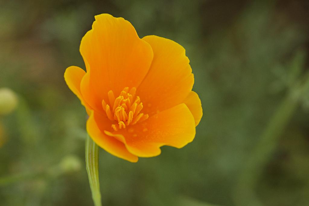 Zaden slaapmutsje oranjegeel (Eschscholzia californica), Ophalen of Verzenden, Voorjaar, Volle zon, Zaad