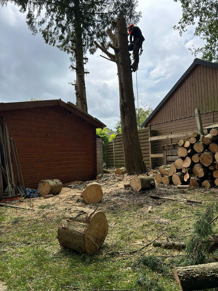 Bomen en heggen verwijderen/snoeien/tuinonderhoud., Garantie, Tuinonderhoud of Snoeiwerk