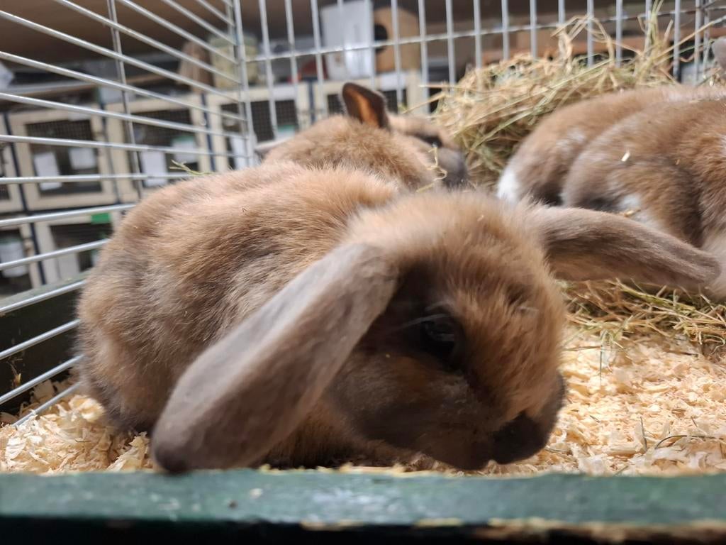Mooie tamme dwerg konijntjes, Dieren en Toebehoren, Konijnen, Dwerg, Meerdere dieren