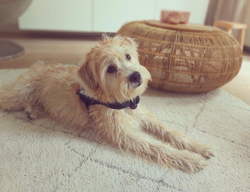 Dekreu Terrier/ Hollandse Smous look-a-like, Reu, Eén hond, 3 tot 5 jaar, Nederland