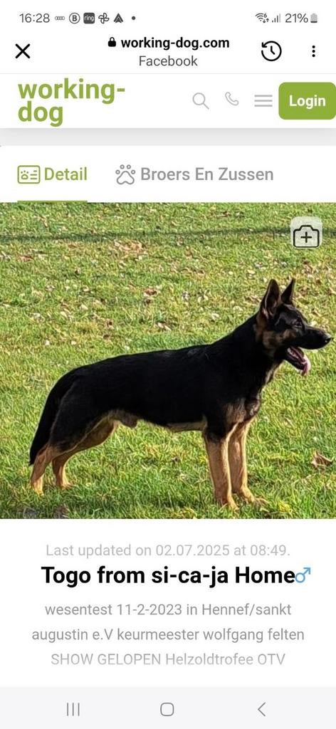 staat ter dekking duitse herder stamboom uit super werklijn, Reu, Parvo, Eén hond, 3 tot 5 jaar