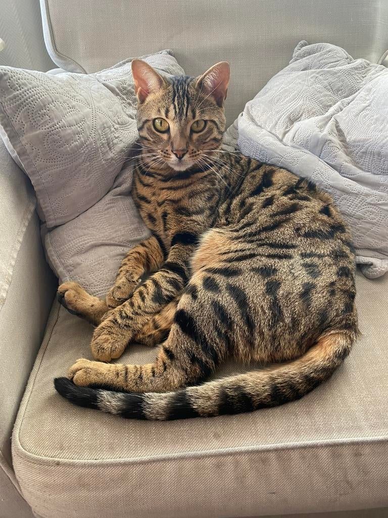 Gezocht/Vermist: Bengaalse kater Benzi, Dieren en Toebehoren, Katten en Kittens | Raskatten | Korthaar, Kater, Gechipt, 3 tot 5 jaar