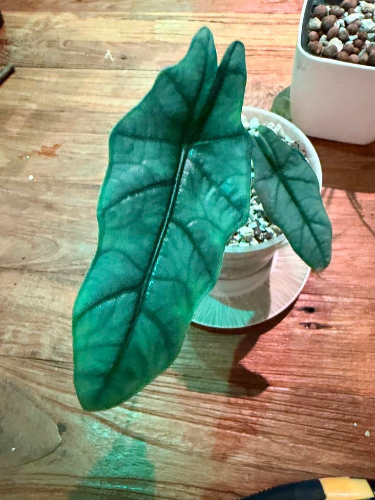 Alocasia Heterophylla Dragon's breath, Huis en Inrichting, Kamerplanten, Ophalen of Verzenden, Halfschaduw, Minder dan 100 cm
