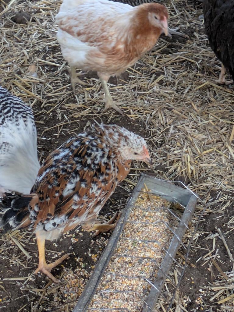 Leghorn porselein en driekleur, Dieren en Toebehoren, Pluimvee, Meerdere dieren, Kip