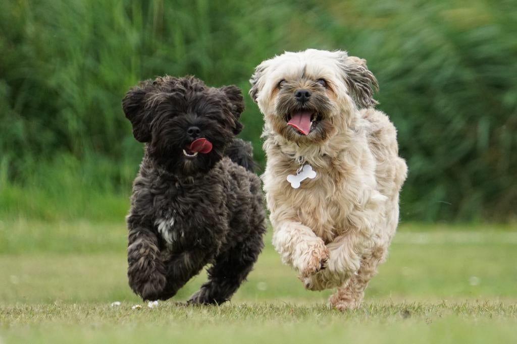 Dekreu toy poodle, Reu, 1 tot 2 jaar, Parvo, Eén hond