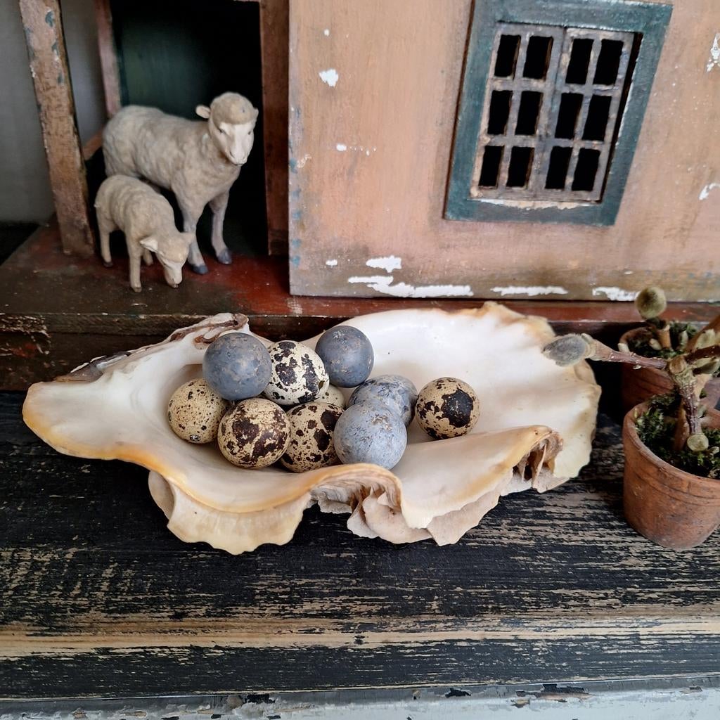 Supermooie doopvontschelp, Ophalen of Verzenden