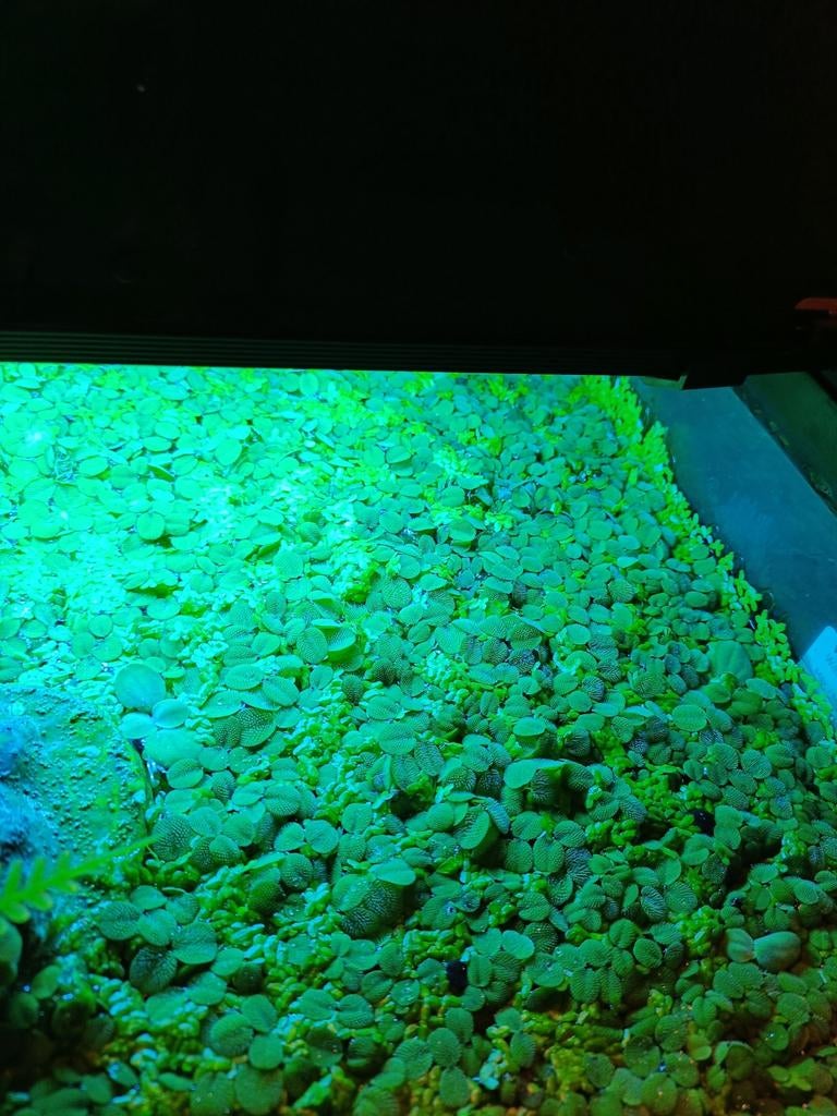 Aquarium Drijfplantjes, Dieren en Toebehoren, Vissen | Aquaria en Toebehoren, Ophalen, Nieuw, Plant(en), Steen of Hout