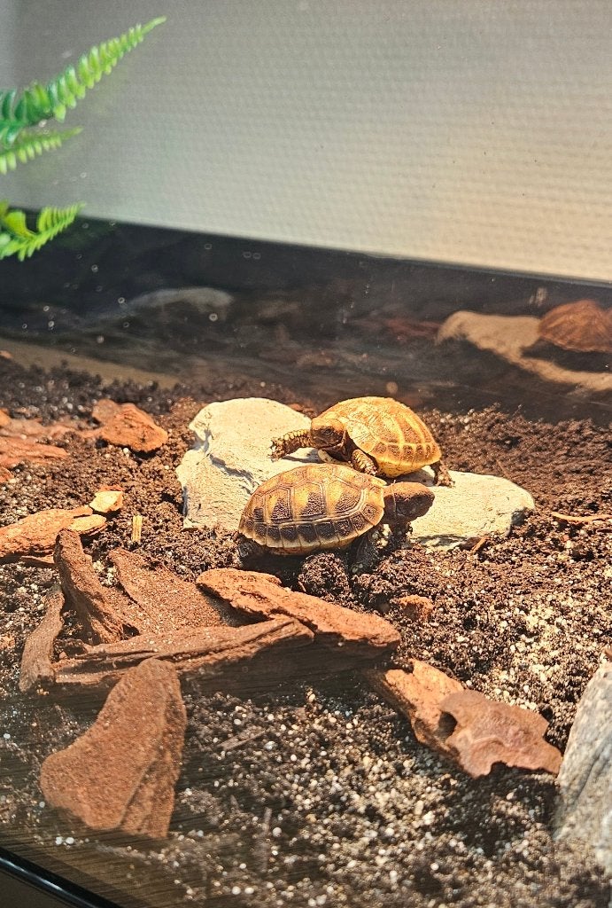 2 jonge Griekse landschildpadden + compleet Juwel terrarium Tortoise photo 8