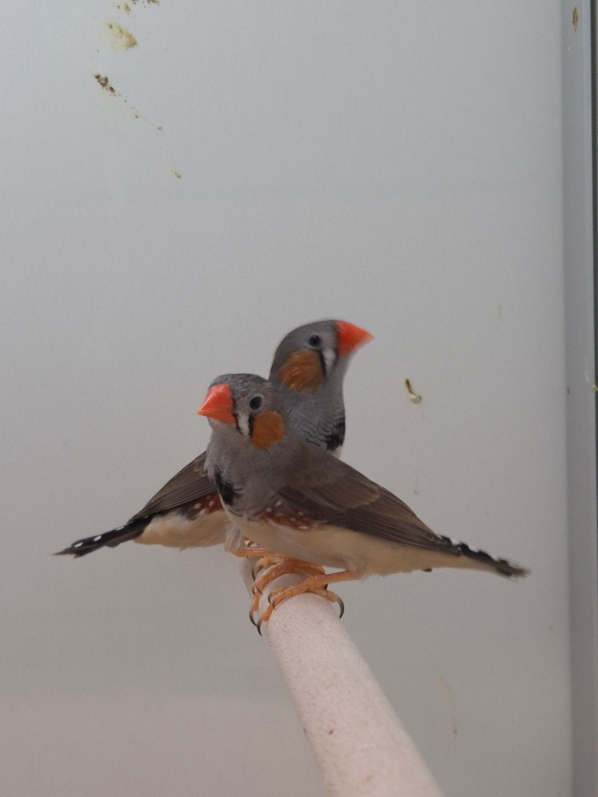 5-3 Timor Zebravinken, Meerdere dieren, Tropenvogel, Geringd