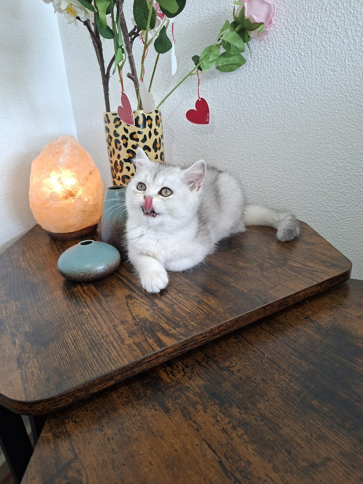 Britse  kort en Langhaar kittens met WCF Stamboom, Meerdere dieren, Met stamboom, 0 tot 2 jaar