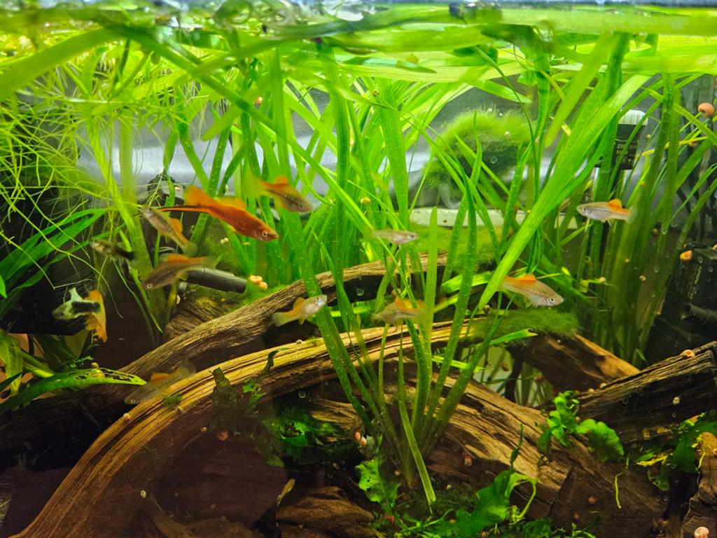 +/- 10 zwaarddragers, man en vrouw aquariumvissen, Vis