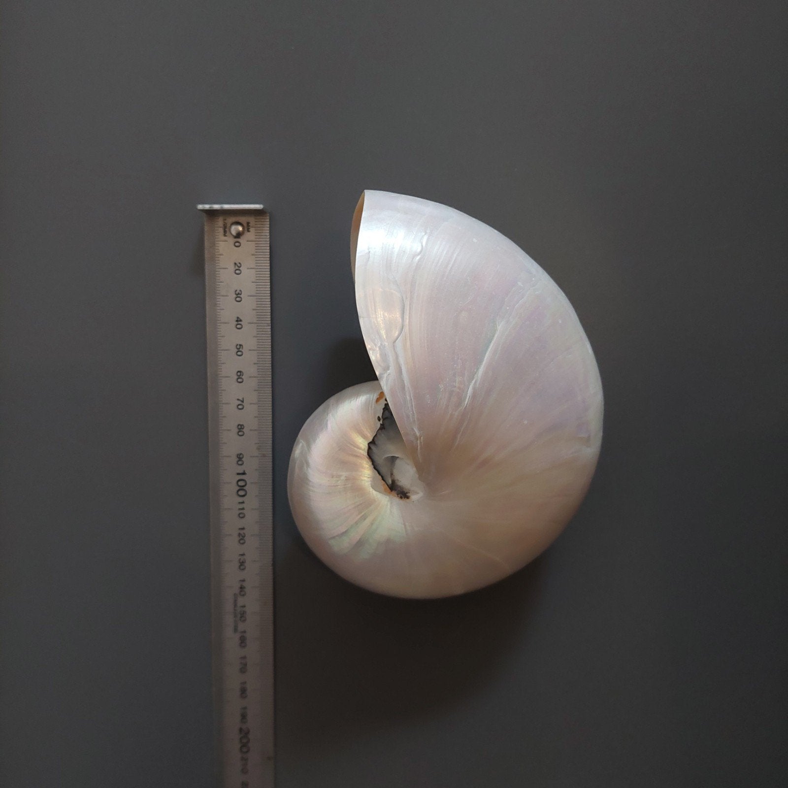 Aanbieding!! Mooie gepolijste Nautilus schelp, Verzamelen, Ophalen of Verzenden, Zo goed als nieuw
