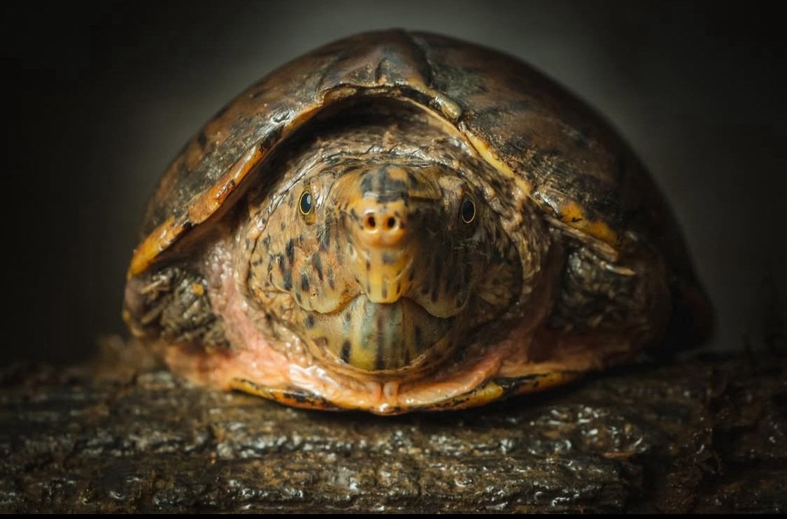 Op zoek naar Sternotherus minor, Kinosternon, Macrochelys, Dieren en Toebehoren