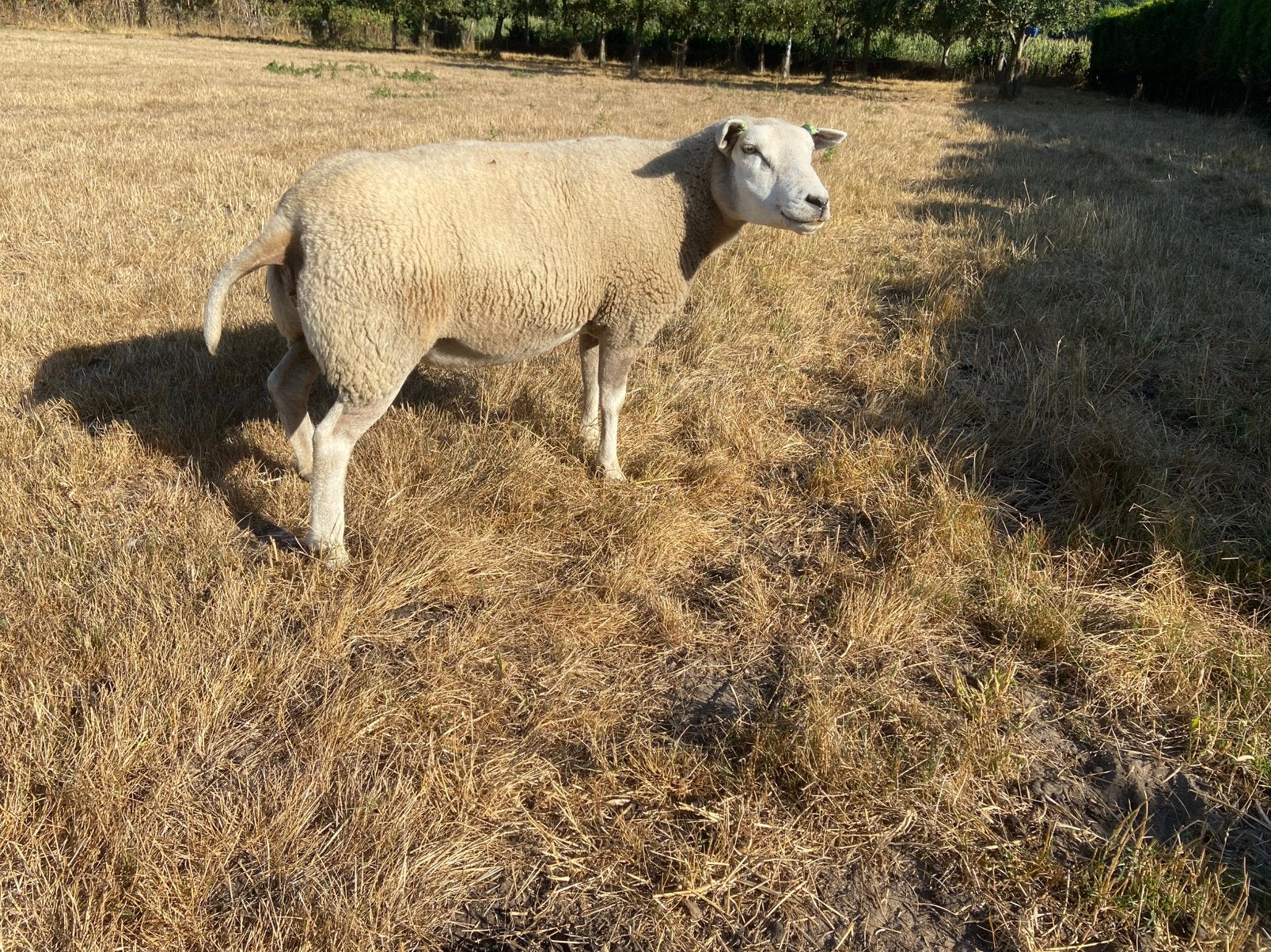 Texelaar/swifter ooi, Dieren en Toebehoren, Vrouwelijk, Schaap
