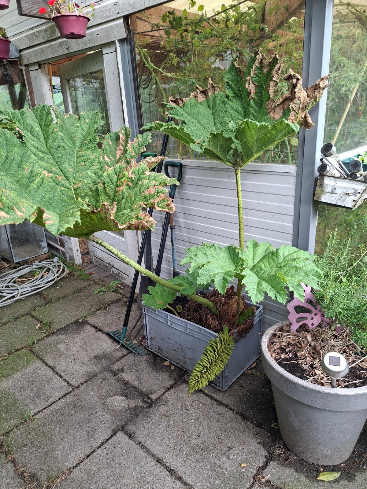 Reuzenrabarber (Gunnera manicata), Tuin en Terras, Vaste plant, Bloeit niet, Halfschaduw, Ophalen