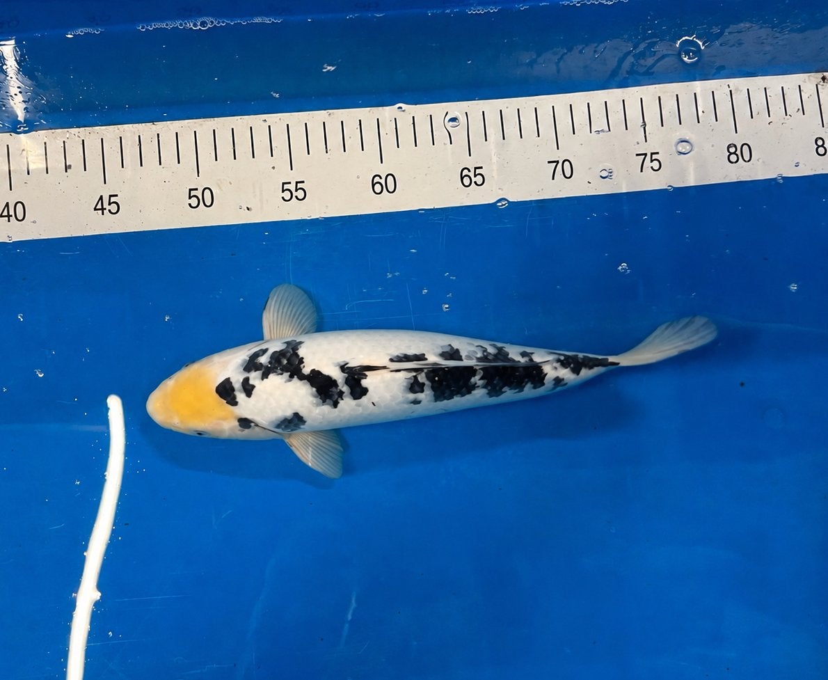 Shiro utsuri koi, Karper of Koi