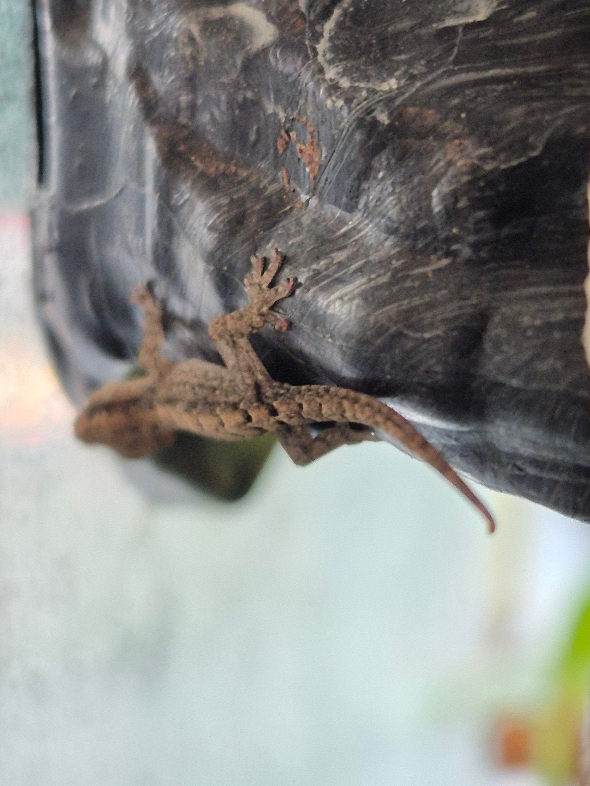 Jonge rouwgekko's te koop, Dieren en Toebehoren, Overige soorten, 0 tot 2 jaar
