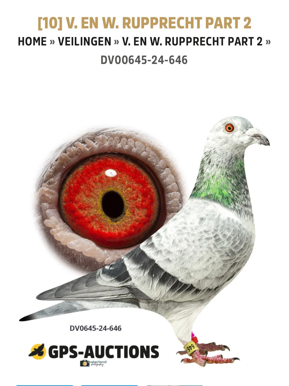 Super kweekdoffer Goed Grijs, Dieren en Toebehoren, Mannelijk, Postduif