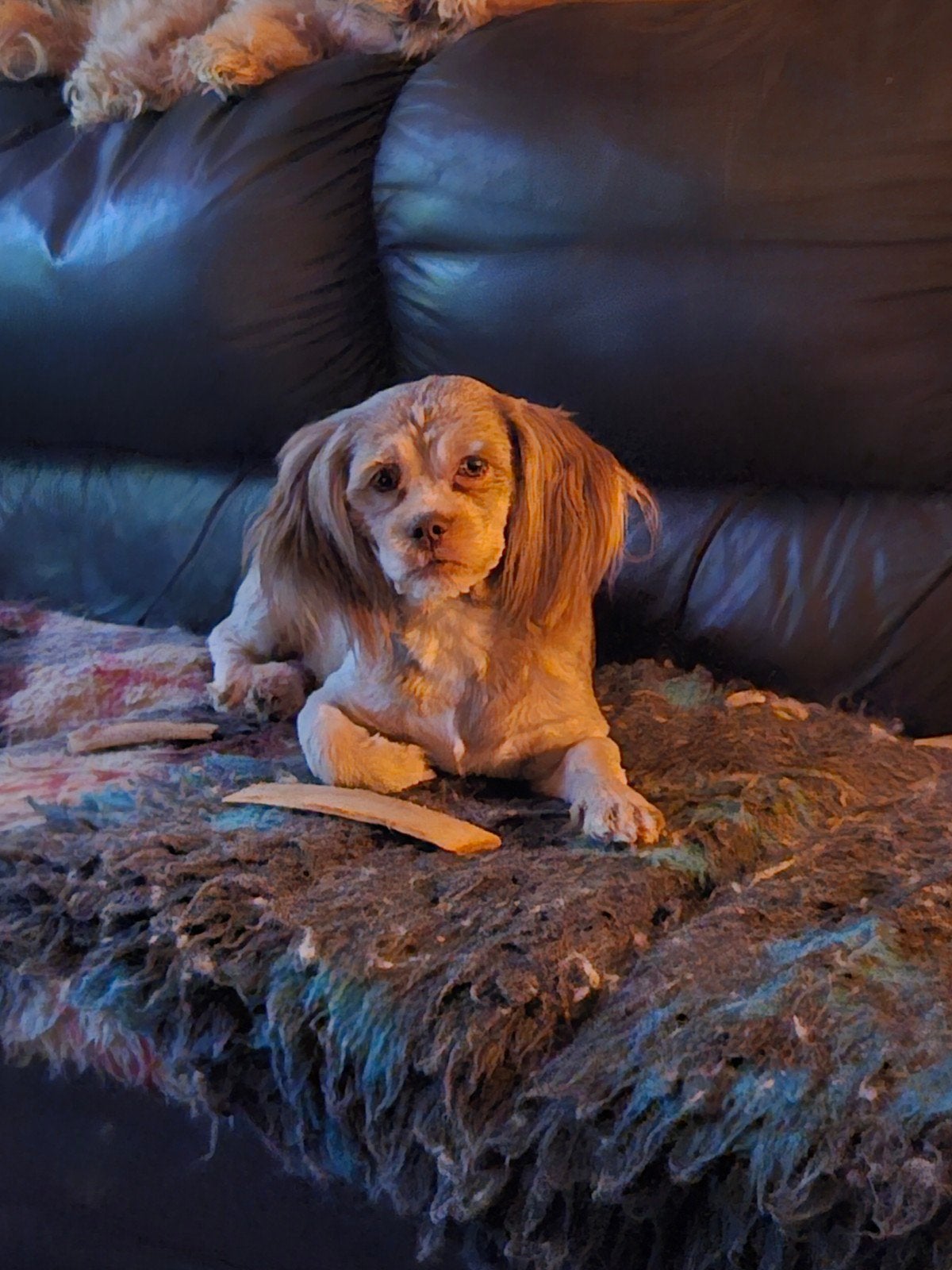 **Hele lieve Shihtzu x Boomer **, Overige rassen, CDV (hondenziekte), Teef, Eén hond