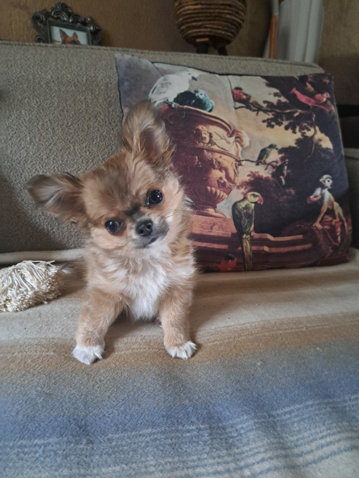 ik ben op zoek naar mijn gouden mandje., Dieren en Toebehoren, Reu, 8 tot 15 weken, Eén hond, Chihuahua