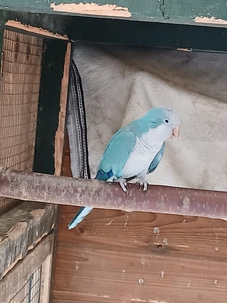 Te koop een blauwe muis parkiet pop, Vrouwelijk, Parkiet, Geringd