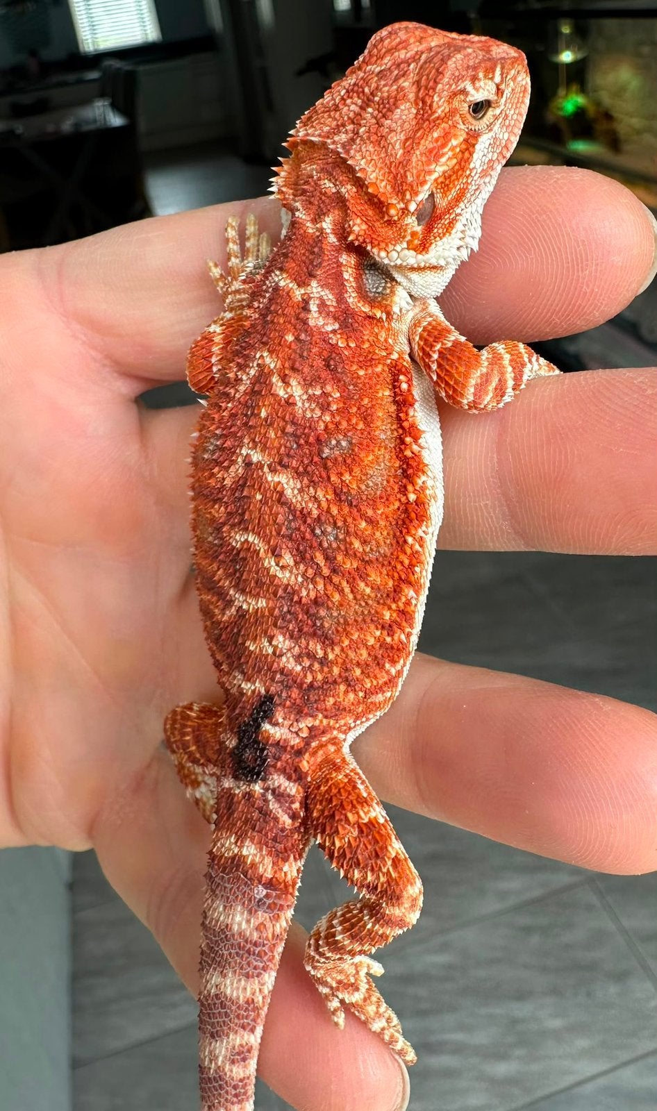 Rode baardagaam man (6) Bearded Dragon - male for sale from De Hobbykweker