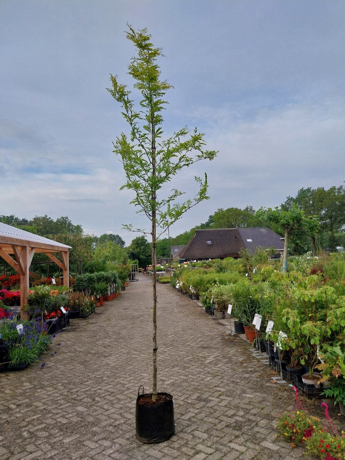 Gleditsia Triacanthos Sunburst - Gouden valse christusdoorn, Bloeit niet, Overige soorten, 250 tot 400 cm, Ophalen