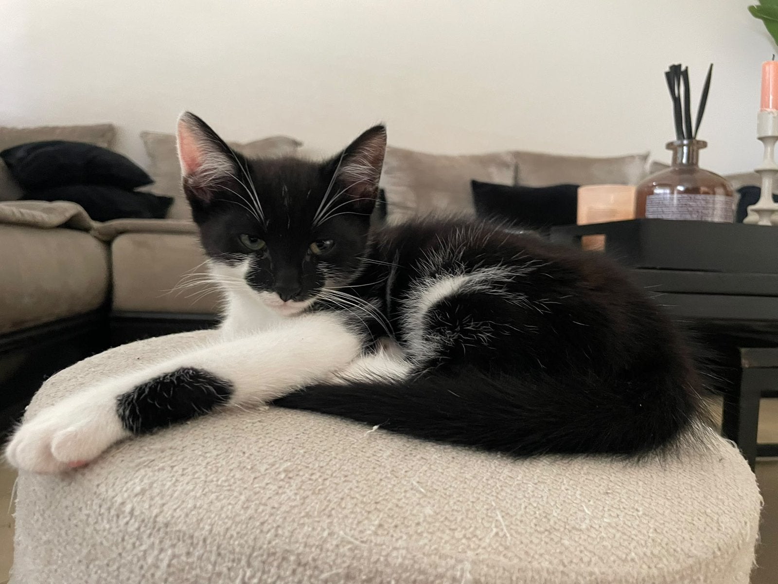 Gratis 3 kittens, Dieren en Toebehoren, Geslacht onbekend, Kortharig, 0 tot 2 jaar