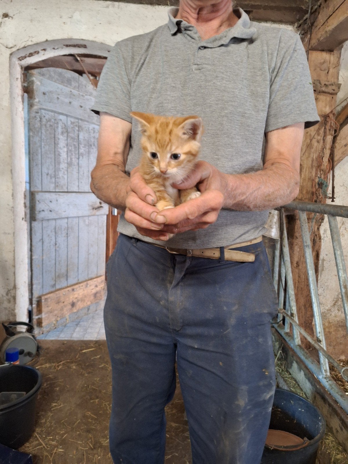 Te koop boerderijkitten, Kater
