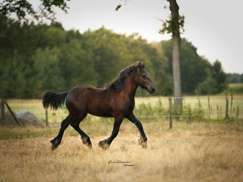 Stoer zwart Fell pony hengstveulen, Met stamboom, Niet van toepassing, 0 tot 2 jaar, Hengst