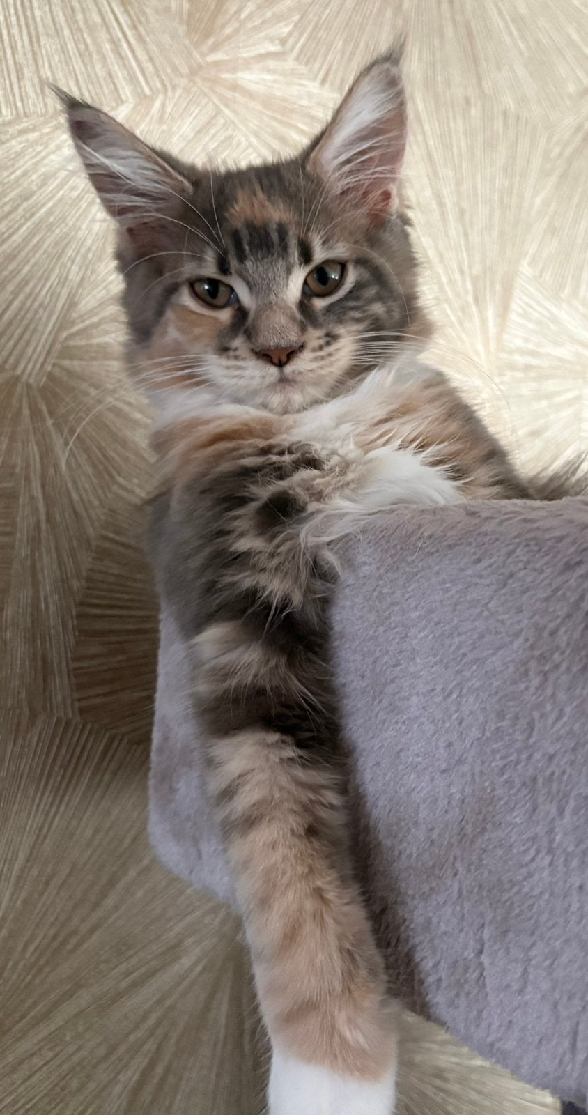 Maine Coon kittens met stamboom (nog 1 poesje beschikbaar), Meerdere dieren, Met stamboom, 0 tot 2 jaar