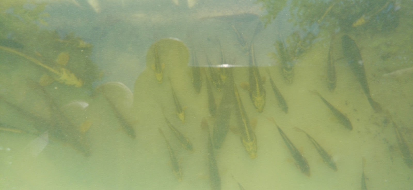 Karpers te koop wilde/ghostkoi, Karper of Koi