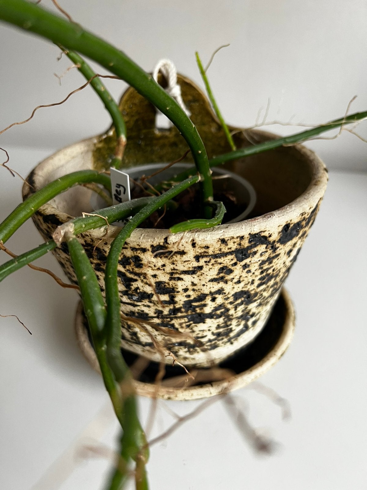 Vintage Berkenbast Chamotte Klei Hertshoorn Hangbloempot 60s, Antiek en Kunst, Antiek | Keramiek en Aardewerk, Ophalen of Verzenden
