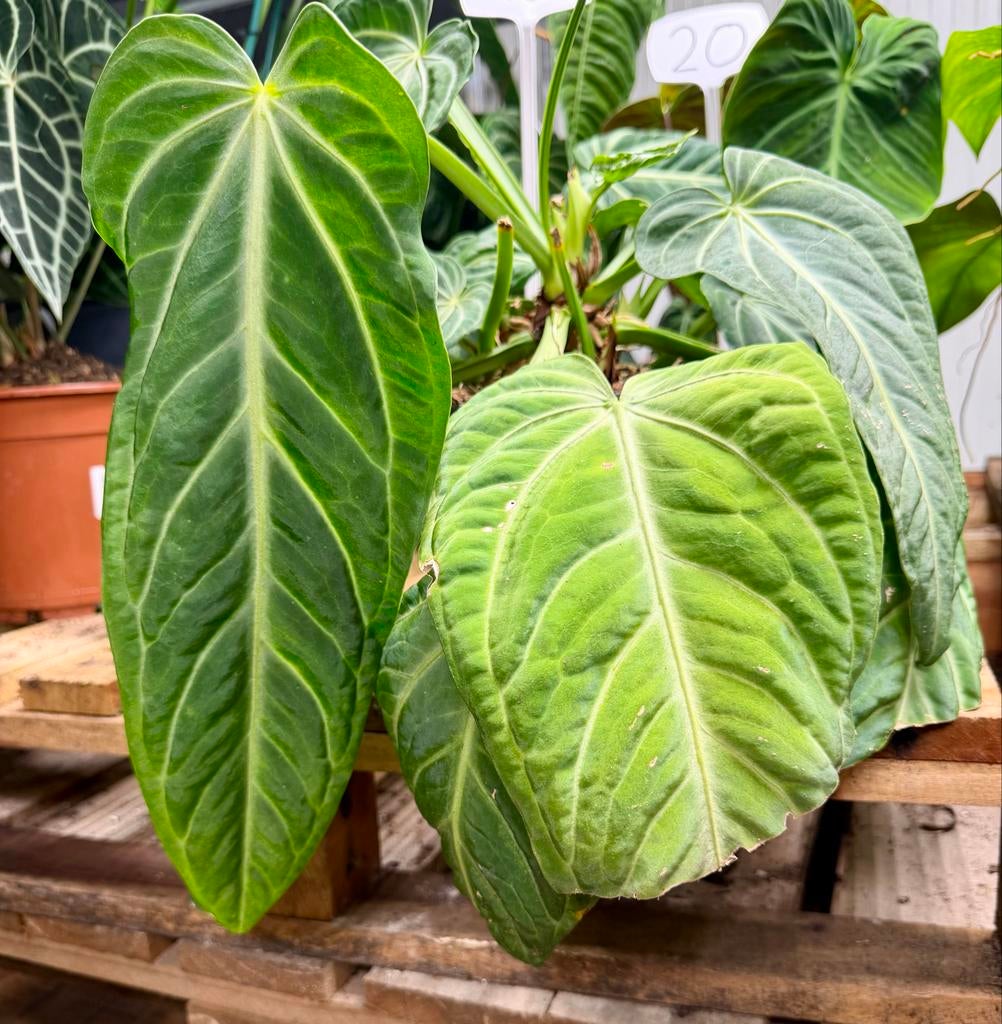 Anthurium villenaorum, Huis en Inrichting, Kamerplanten, Ophalen of Verzenden