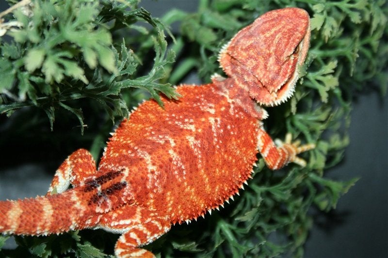Baardagamen Bearded Dragons Red Bleu-tiger Hypo Trans Bearded Dragon photo 17