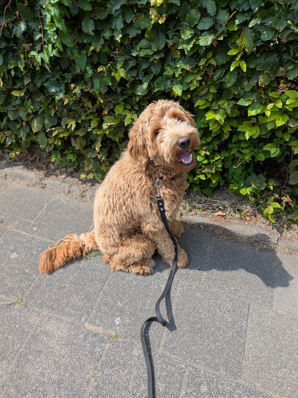huisdieren oppas nodig? honden oppas? tijdens weekend weg ?, Ophalen of Verzenden