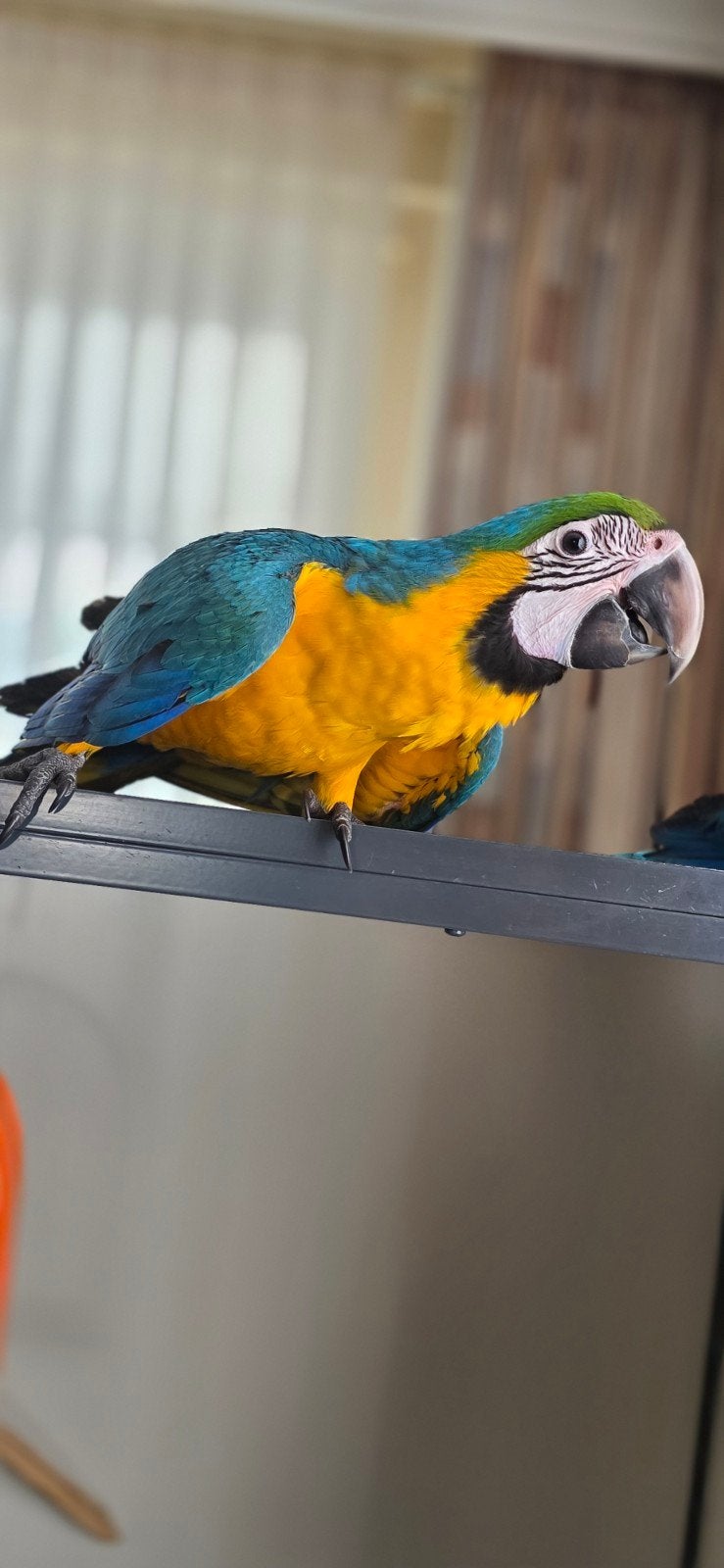 3 Jonge Harligold ara Vrouwen, Dieren en Toebehoren, Vrouwelijk, Papegaai, Tam