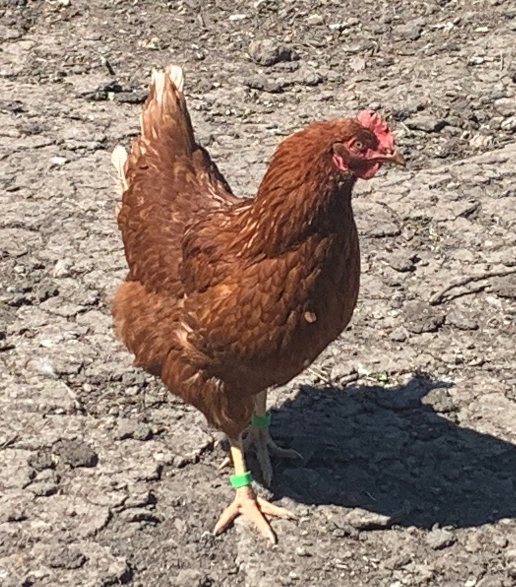 Broedeieren Isa Brown (leg)kippen, Geslacht onbekend, Kip