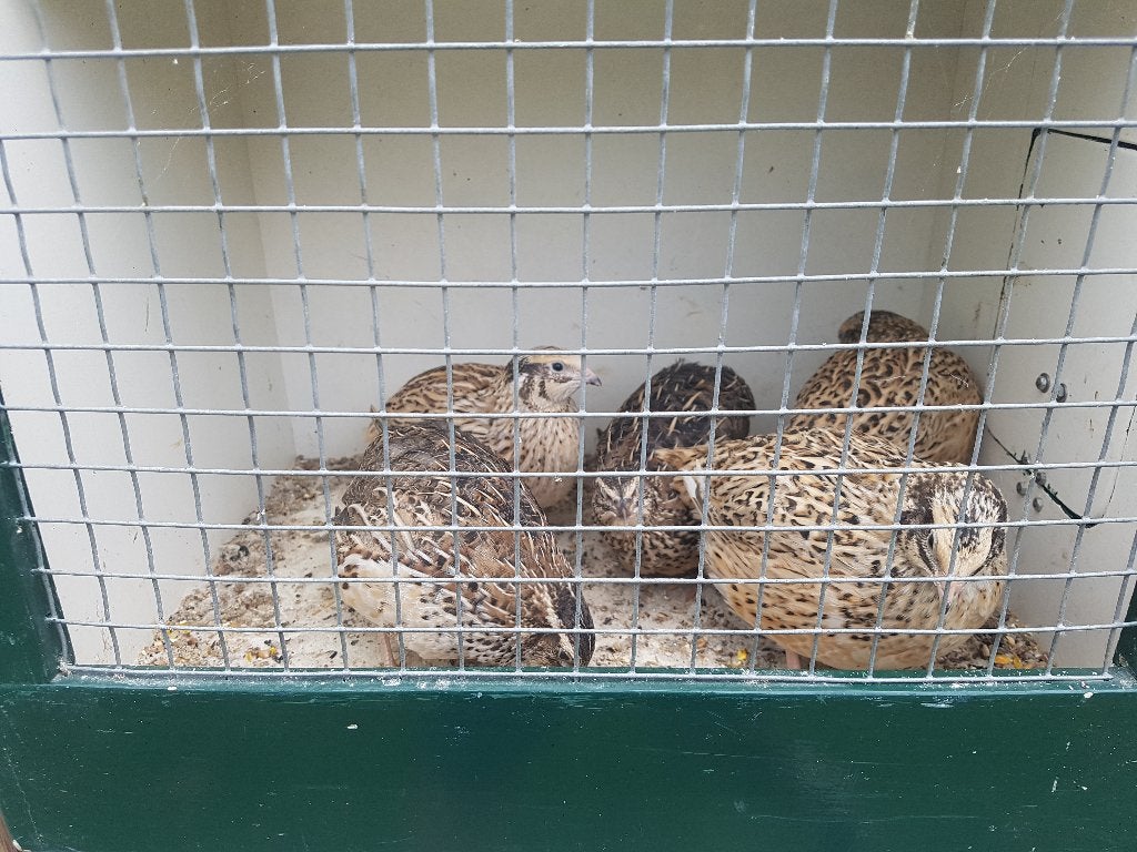 Japanse kwartels, Meerdere dieren
