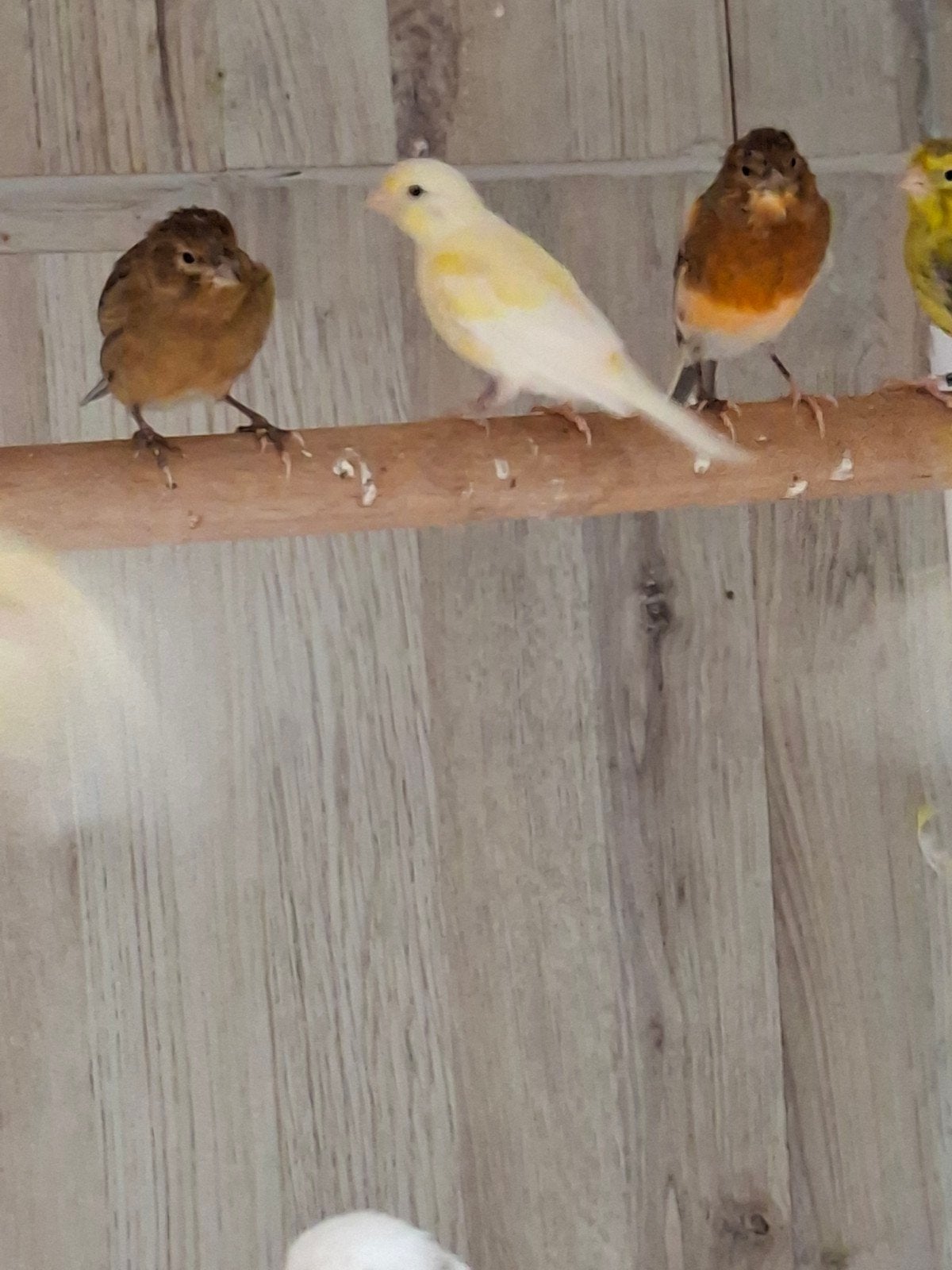 kanarie koppels, Dieren en Toebehoren, Vogels | Kanaries, Meerdere dieren, Kleurkanarie
