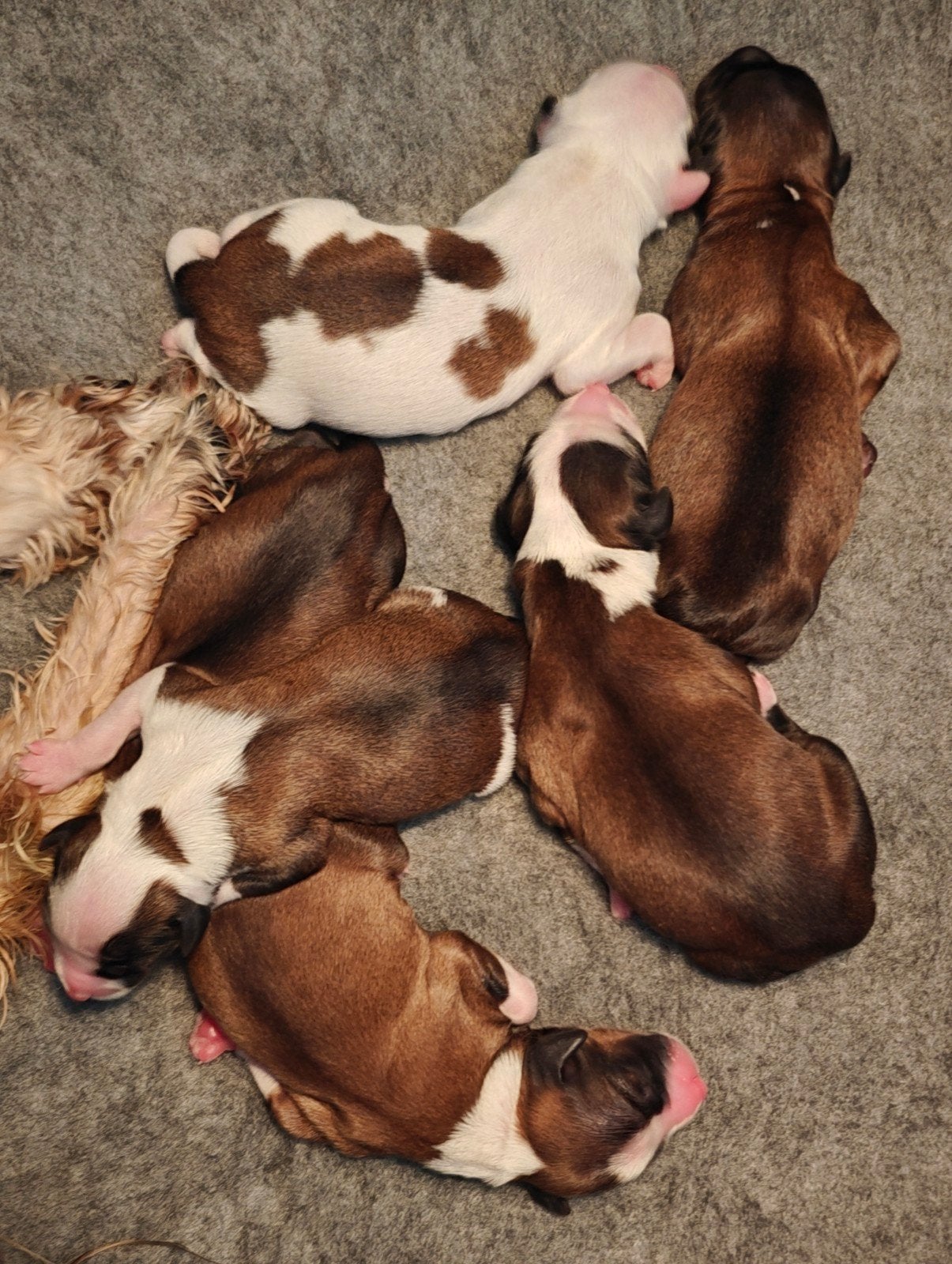 Raszuivere Tibetaanse Terriër pups, Overige rassen, 8 tot 15 weken, Meerdere, Meerdere dieren