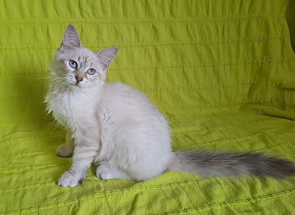 Siberische kittens Neva Masquerade kunnen direct mee, Meerdere dieren, Gechipt