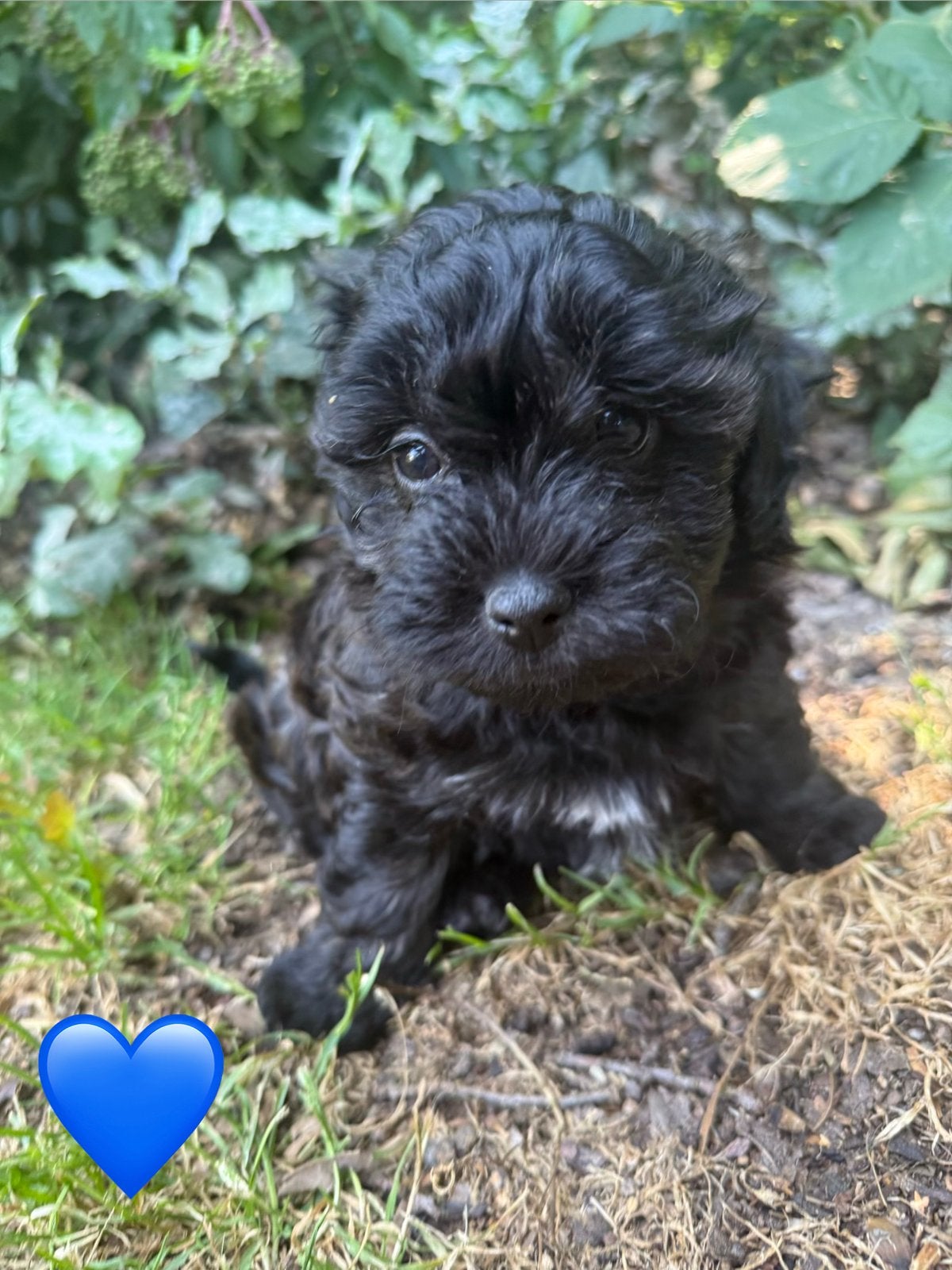 Shihpoo pups | Shih Tzu x Poedel | Reutjes & teefjes|Puppys, Parvo, Nederland, Overige rassen, 8 tot 15 weken